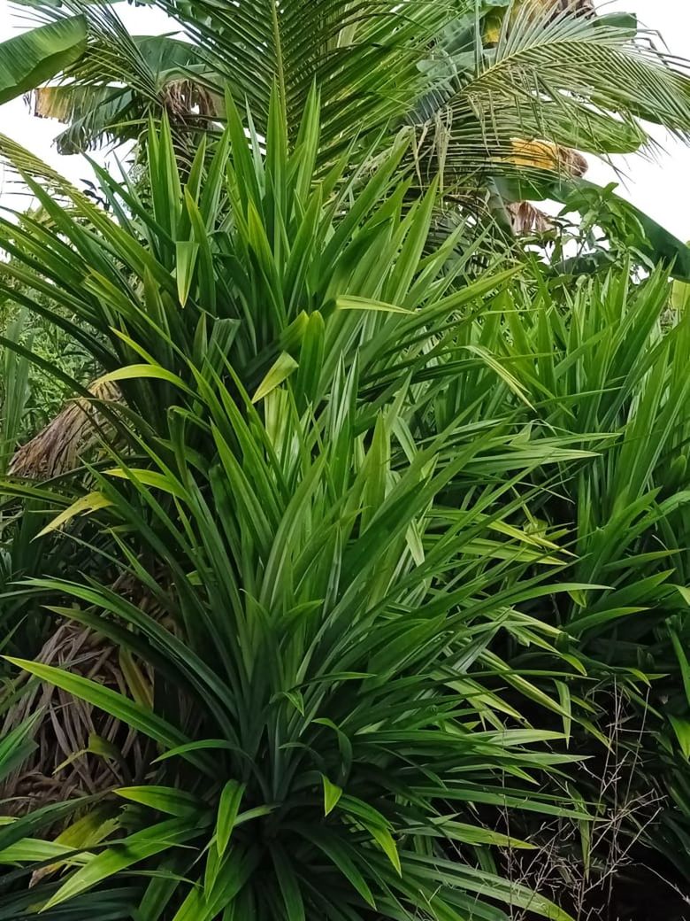 plant, growth, palm tree, green, saw palmetto, leaf, tree, nature, plant part, beauty in nature, tropical climate, food and drink, no people, flower, agriculture, food, borassus flabellifer, land, day, field, outdoors, date palm, crop, lush foliage, foliage, environment, close-up, botany, freshness, tranquility, tropical fruit, palm leaf
