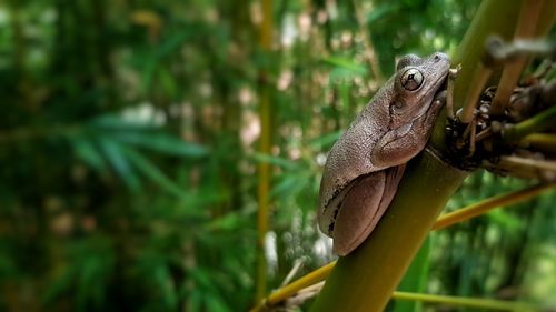 Close-up of a lizard looking away