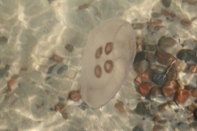 Close-up of fish swimming in sea