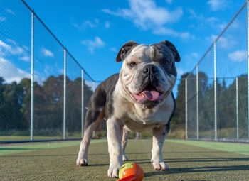 Portrait of dog playing with ball