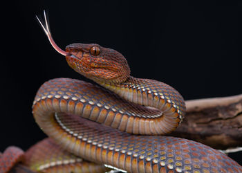 Close-up of lizard