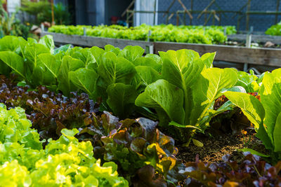 Close-up of fresh green leaves in farm