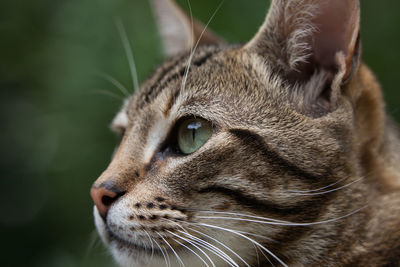 Close-up of a cat looking away