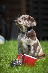 Dog looking away