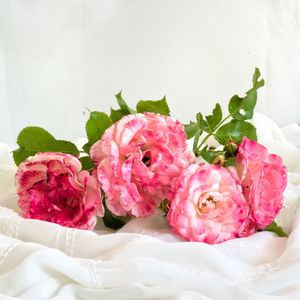 Close-up of pink roses on table