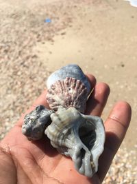 Close-up of hand holding sand