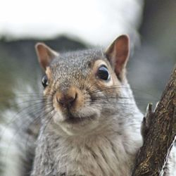 Close-up portrait of lion