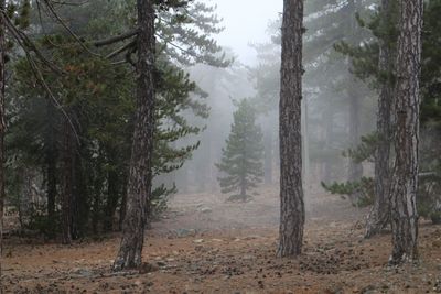 Pine trees in forest