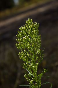 Close-up of flowering plant