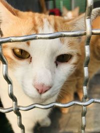 Close-up of a cat