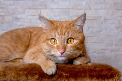 Portrait of a red cat's face. big smart eyes and a pink nose. cat looks at the camera