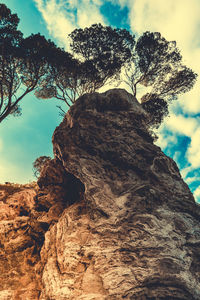 Low angle view of tree against sky