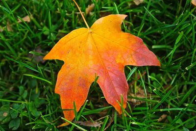 Close-up of maple leaves on field