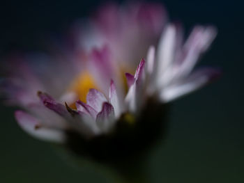 Close-up of pink flower against black background