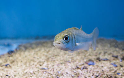 Close-up of fish swimming in sea