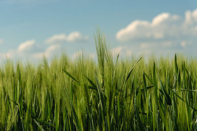 Close-up of wheat field against sky