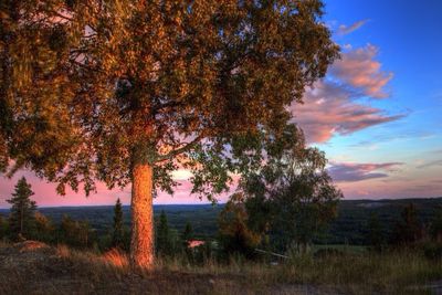 Scenic view of field against sky at sunset