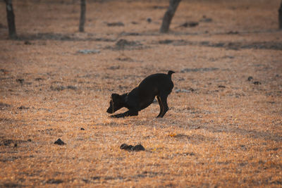 Dog playing on field