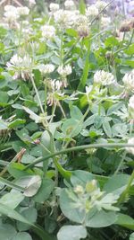 Close-up of plants