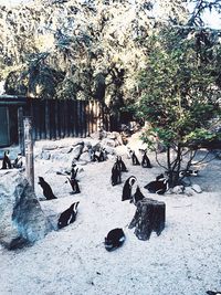 Close-up of birds on tree