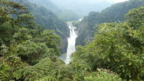Scenic view of waterfall in forest in the amazon area of ecuador. 