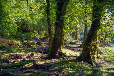 Trees in forest