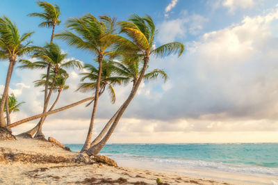 Palm trees on beach against sky
