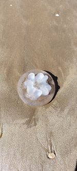 sand