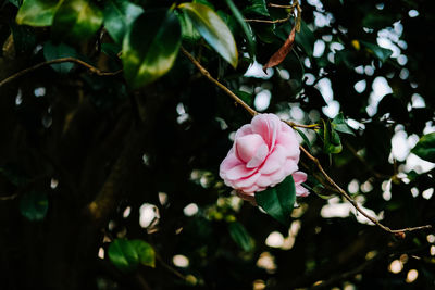 Close-up of pink flowering plant 