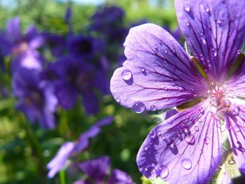 Close-up of purple flowers blooming
