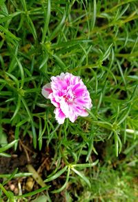 High angle view of pink flowering plant on field