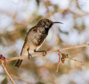 A dusky sunbird in sesriem, a small town in the namib desert of namibia