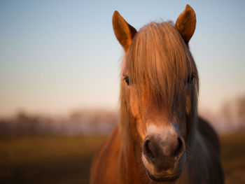 Close-up portrait of horse against sky