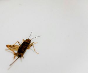 Close-up of insect on white background