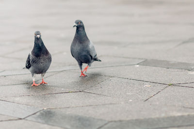 Pigeons on footpath