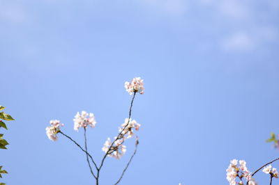 Low angle view of blooming tree against sky