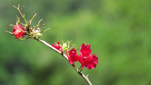 Close-up of red flowering plant