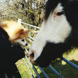 Close-up of horses