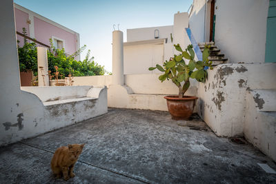 Cat by potted plants on wall