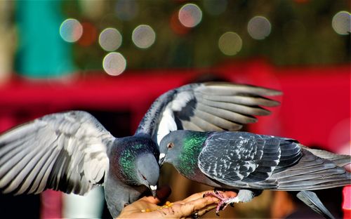 Close-up of bird on feeder