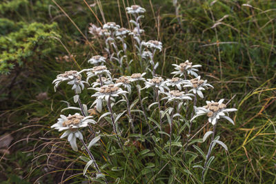 Close-up of white flowering plant on field