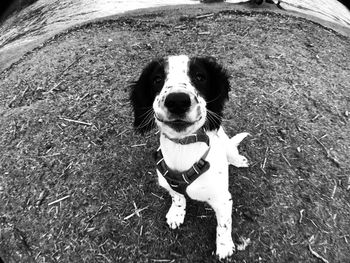 High angle portrait of dog sticking out tongue