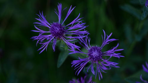 Close-up of purple flowering plant