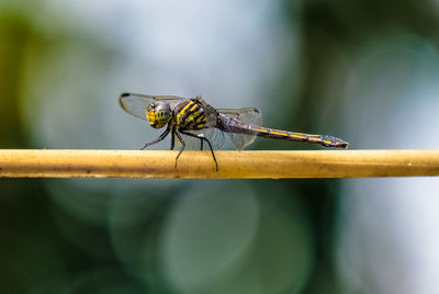 Close-up of dragonfly on leaf