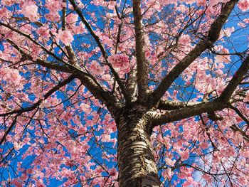 Low angle view of cherry tree against sky