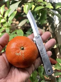 Close-up of hand holding orange