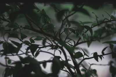 Close-up of silhouette tree