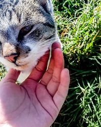 Close-up of hand holding kitten