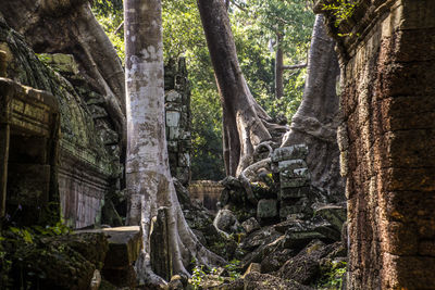 Trees in a forest