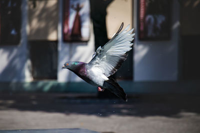 Pigeon in flight